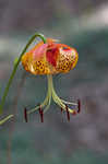 Carolina lily